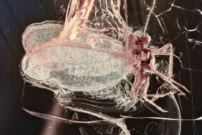 Fossil Winged Scale Insect (Coccoidea) in Baltic Amber #357863